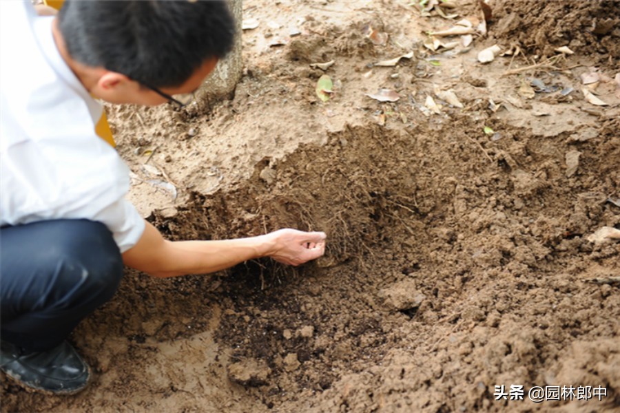 栾树冬季成活率,新栽的栾树几月份发芽