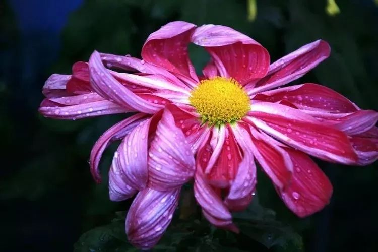 花中四君子菊花国画用笔,花中四君子菊花高清图片