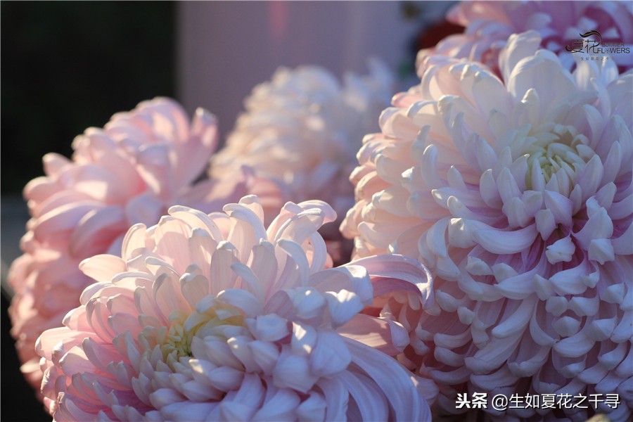 东湖公园菊花展今天还有开放吗,深圳东湖公园菊花展图片