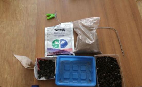 虹之玉多肉叶插成活率高吗,圣诞东云多肉叶插成活率