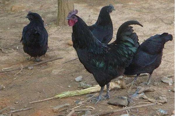 农村未来养殖什么能赚钱,在农村养殖什么最赚钱最长远