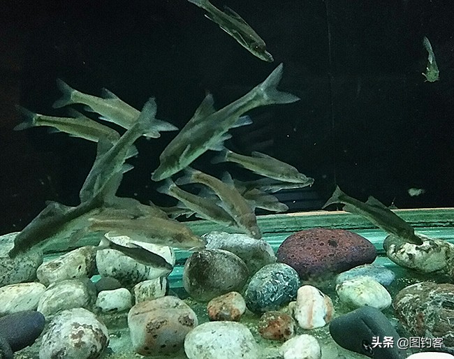 中国前十热带观赏鱼,热带观赏鱼鲤科鱼类主要有哪些鱼