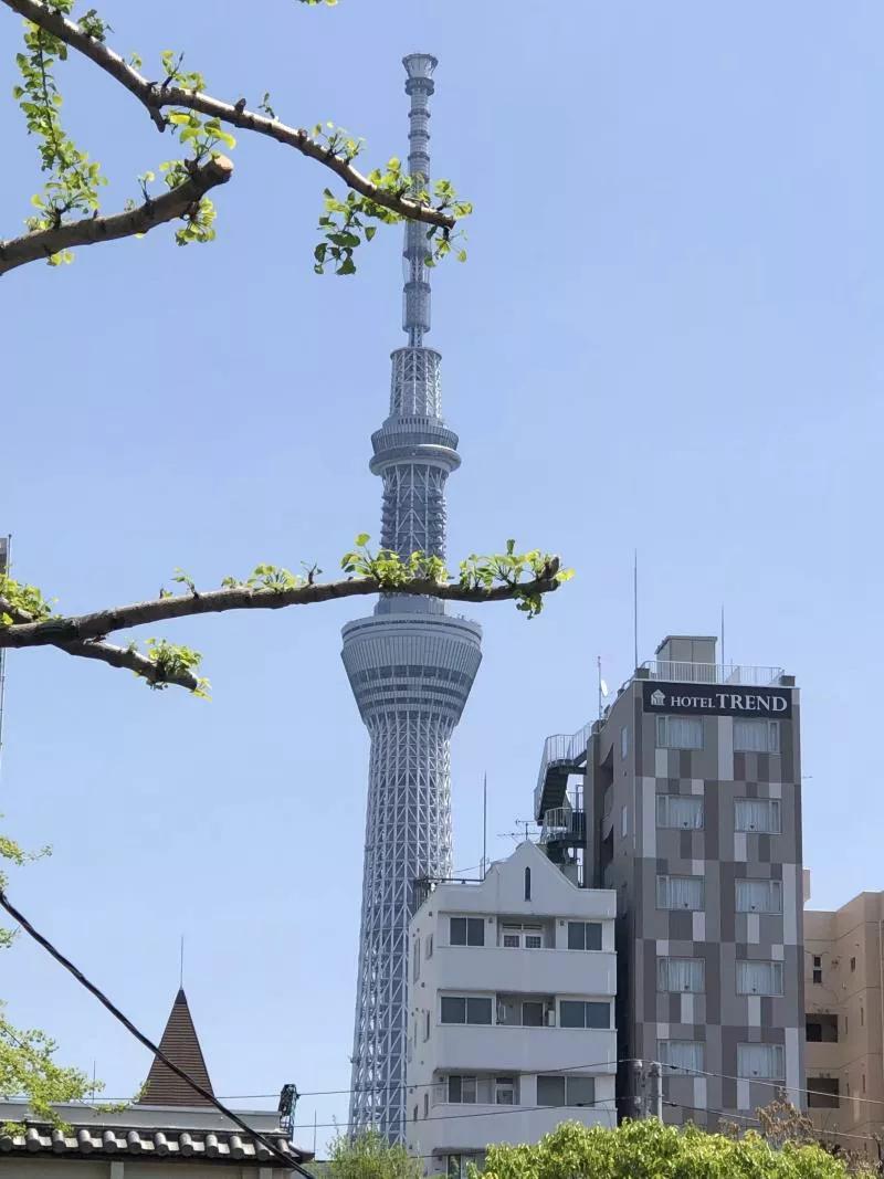 浪漫樱花舞完整版,浪漫樱花28步