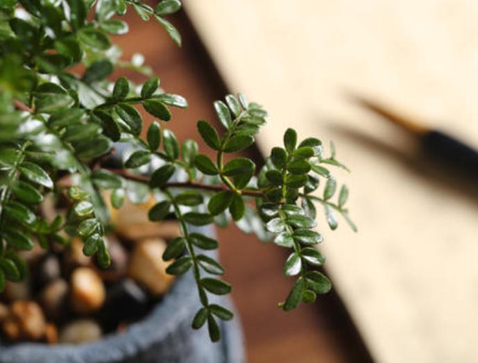 胡椒木盆景造型教程,胡椒木盆景种植技巧