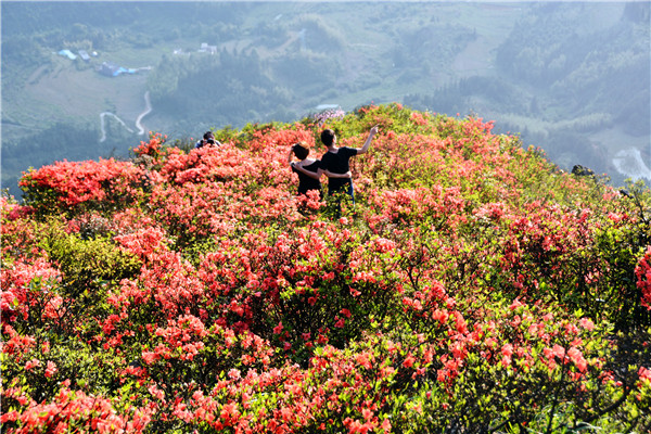广东杜鹃花风景区最佳观赏期,清远金子山杜鹃几月份开