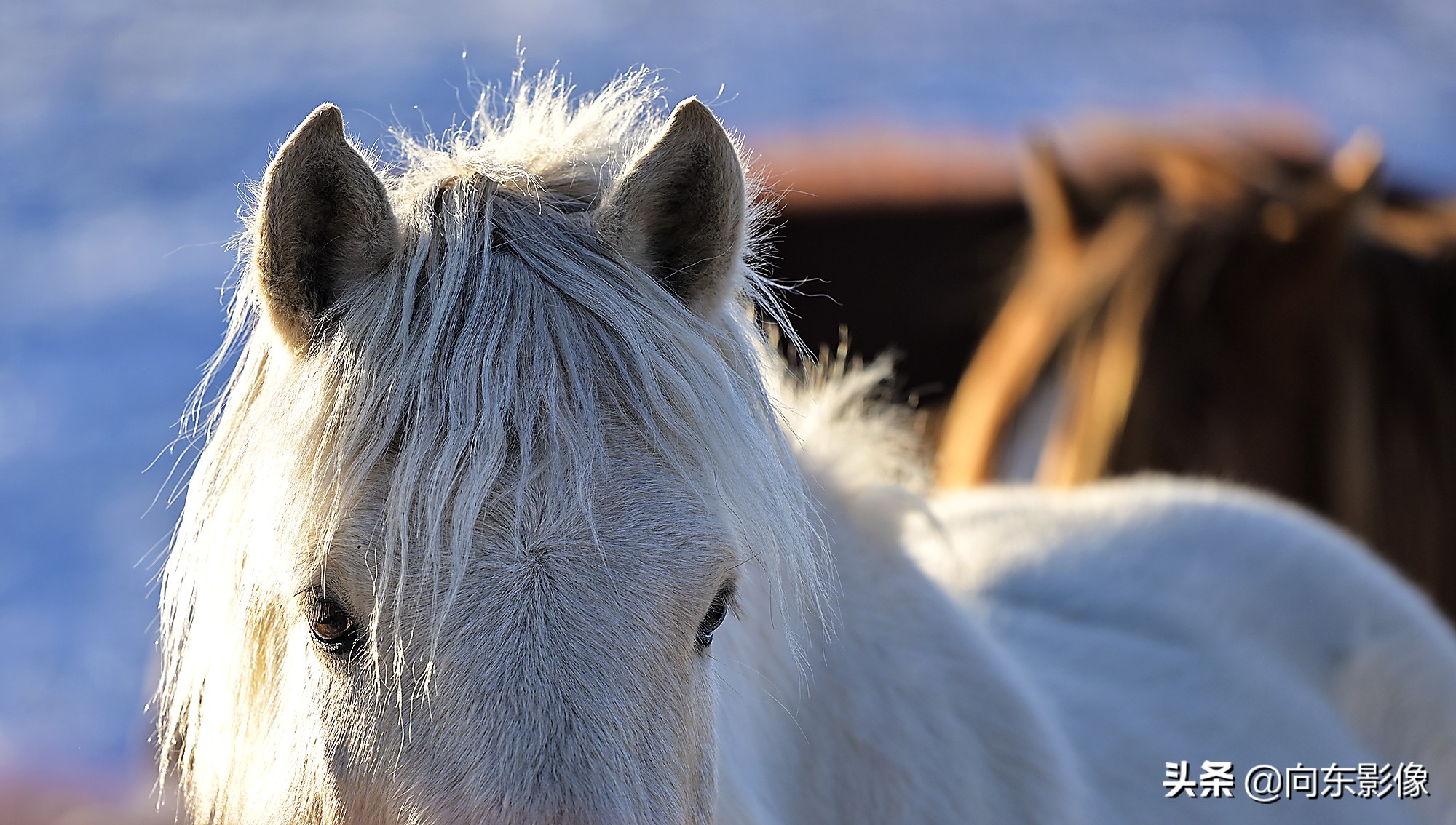 尼康z7一代高感,尼康z7ii4k60p是超采样吗