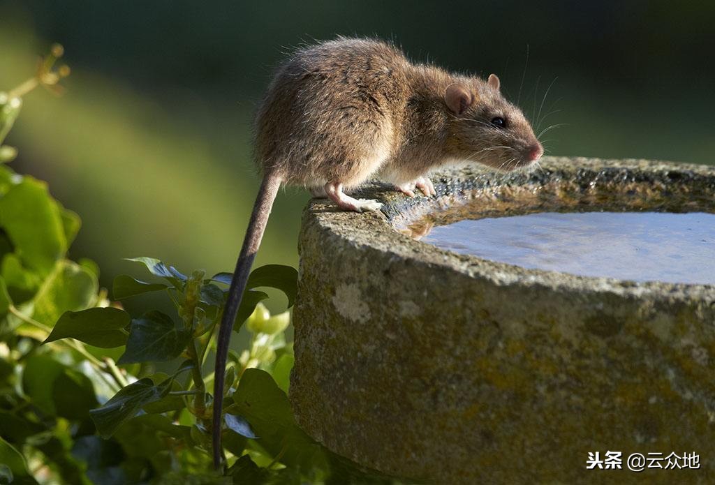 农作物鼠害,农作物鼠害控制方案