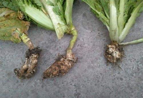 白菜根肿病特点及防治措施,根肿病防治技术