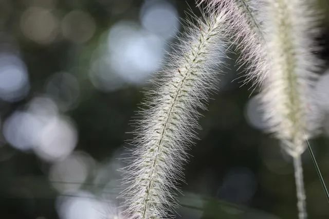 佳能rf100-500mm镜头拍鸟,佳能长焦相机100倍