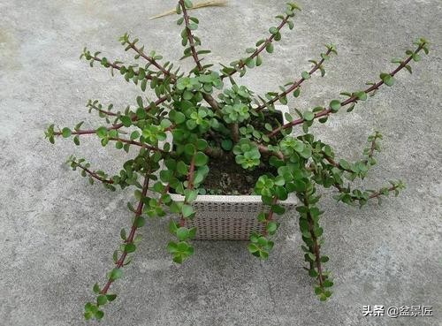 盆景如何抑制侧枝生长,盆景徒长怎么处理