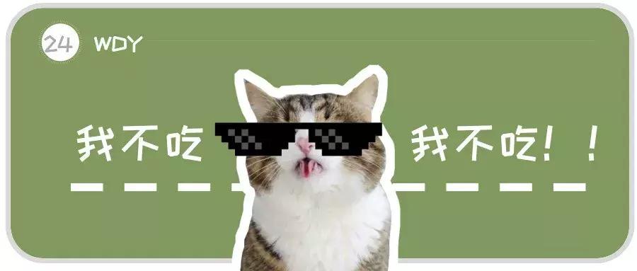 猫咪挑食该如何纠正,几招教你让猫咪不再挑食