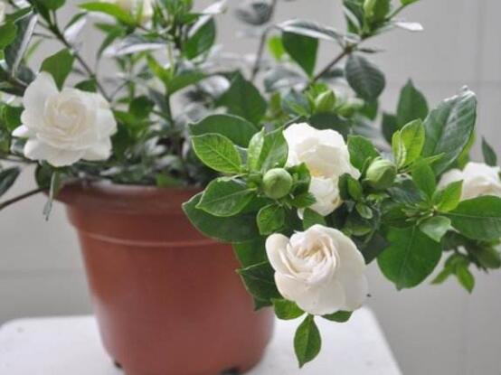 栀子花树怎么养才能开花更旺盛,养栀子花的技巧与方法