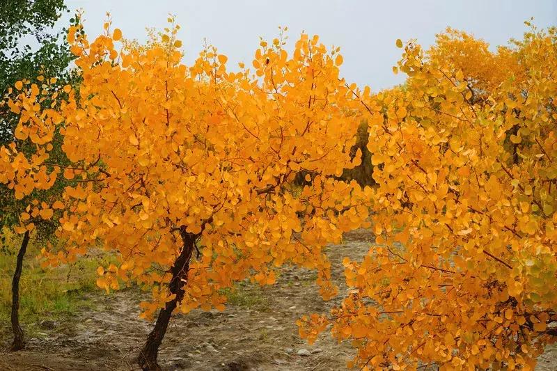 北疆的美完整版,北疆的景最美