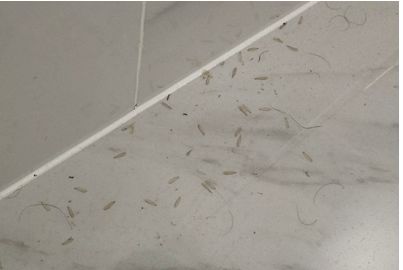 家里有白蚁最简单处理方法,白蚁处理方法家里发现白蚁怎么治