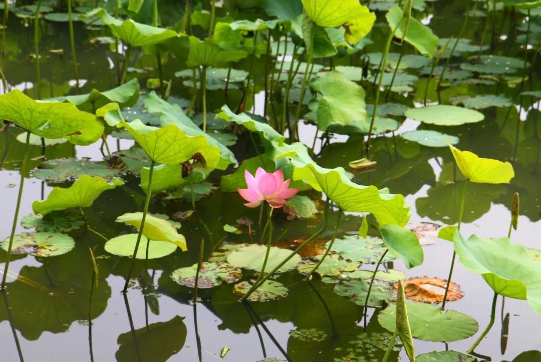 杭州第一波荷花美图大放送！赏荷佳期竟是早上6-8点，哪里最好拍？最新赏荷地图收好