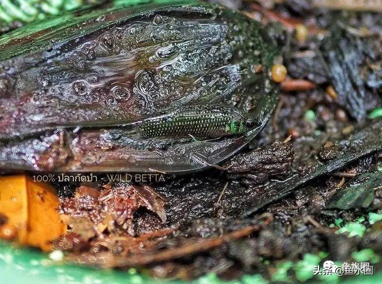 泰国斗鱼和中国斗鱼的杂交品种,中国斗鱼与泰国斗鱼哪个更厉害