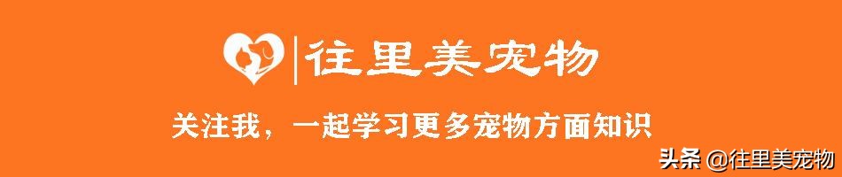 猫咪的眼睛像蛇一样,猫咪一只眼睛亮一只眼睛雾蒙蒙的