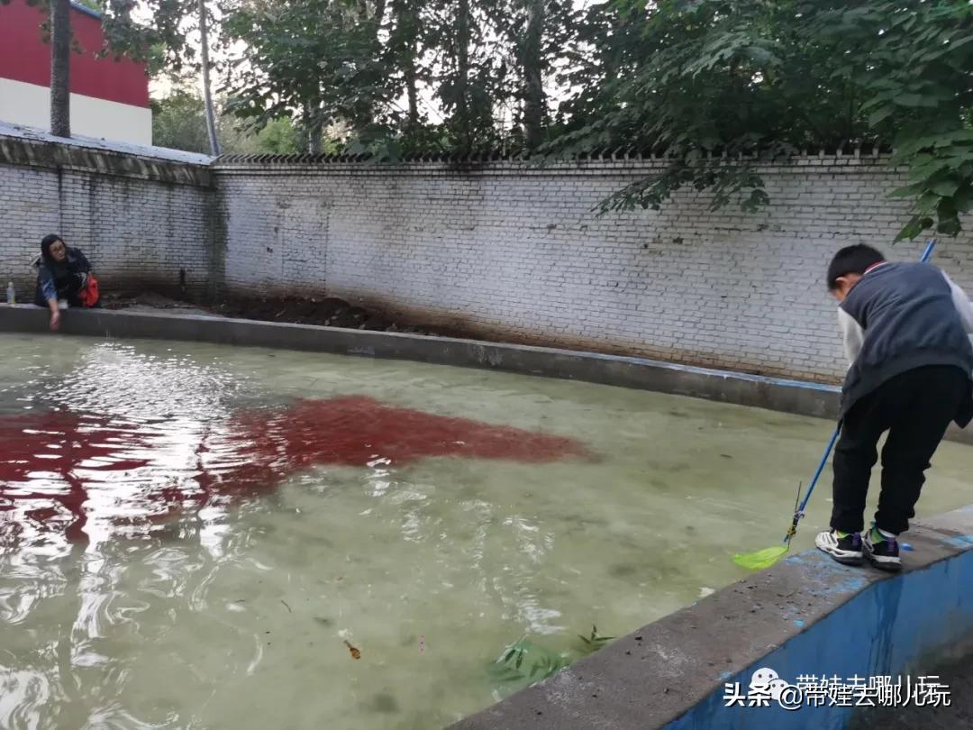 北京五环内新开萌宠乐园，除了喂动物，还能玩大滑梯、免费享帐篷