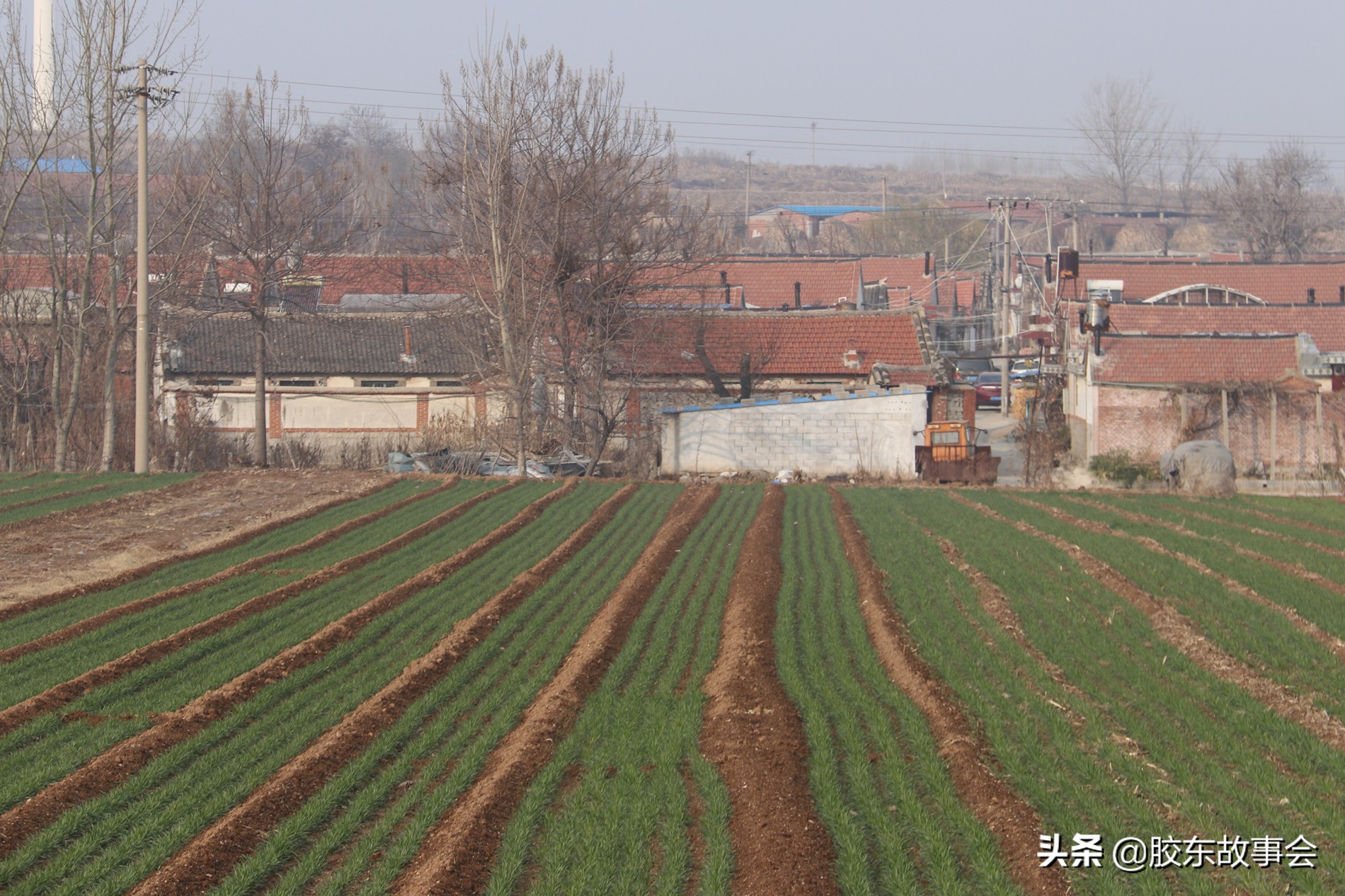 山东烟台招远张姓族谱,山东省招远哪个地方姓方的多