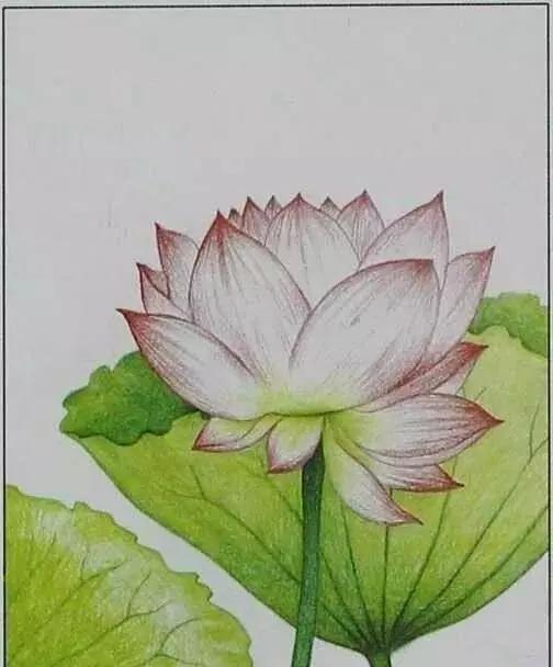 画荷塘与荷花,画一张美丽的荷塘画