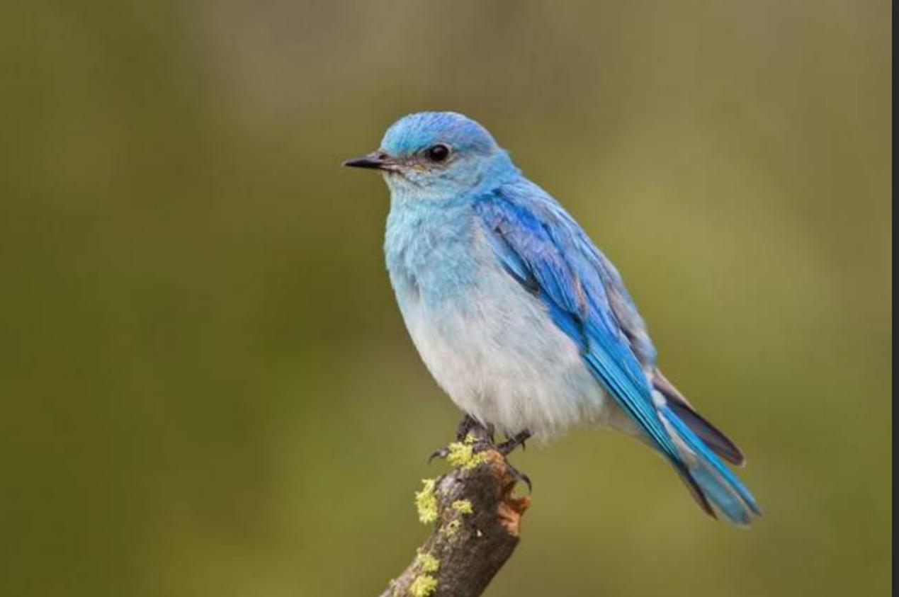 蒂芙尼蓝真的是太漂亮了,蒂芙尼蓝给人的感觉