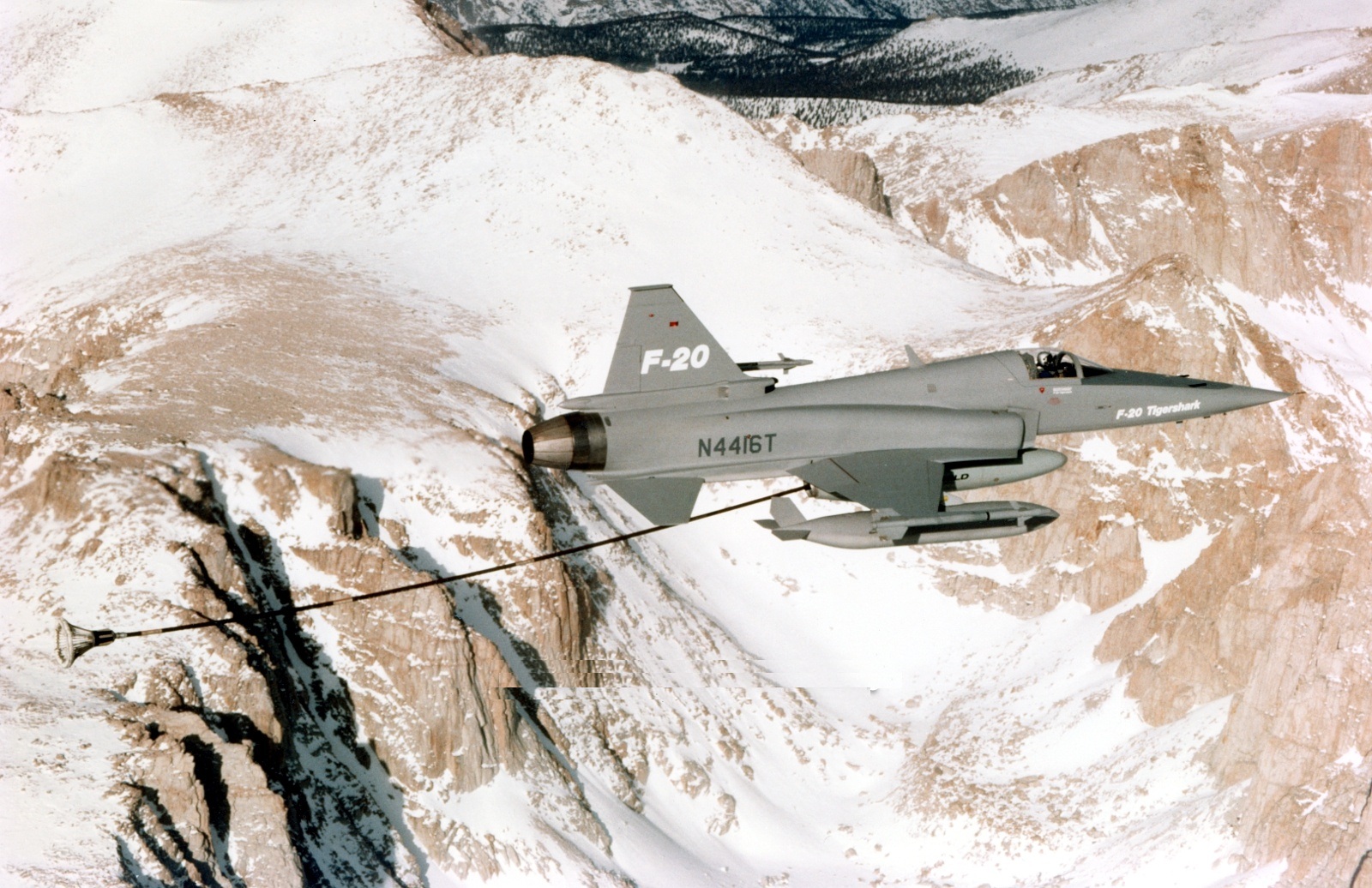 虎鲨悲剧,极富悲剧色彩的虎鲸