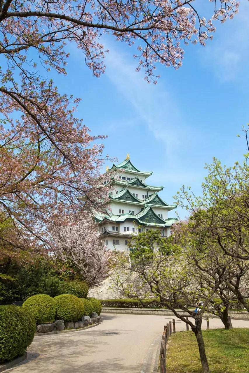 日本樱花季具体时间,日本樱花几月份去最好