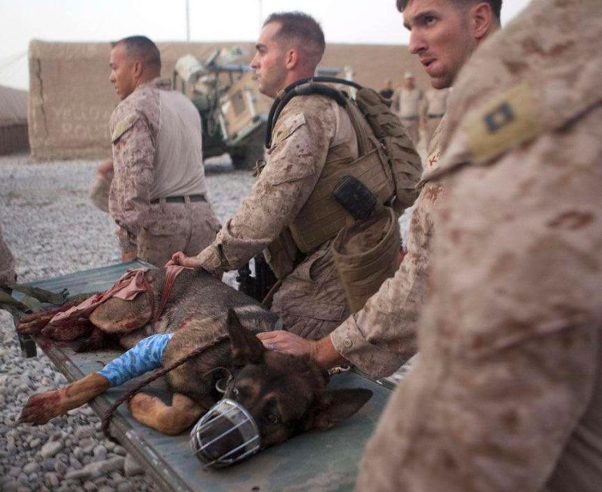 警犬都有什么工作,警犬的工资干什么用