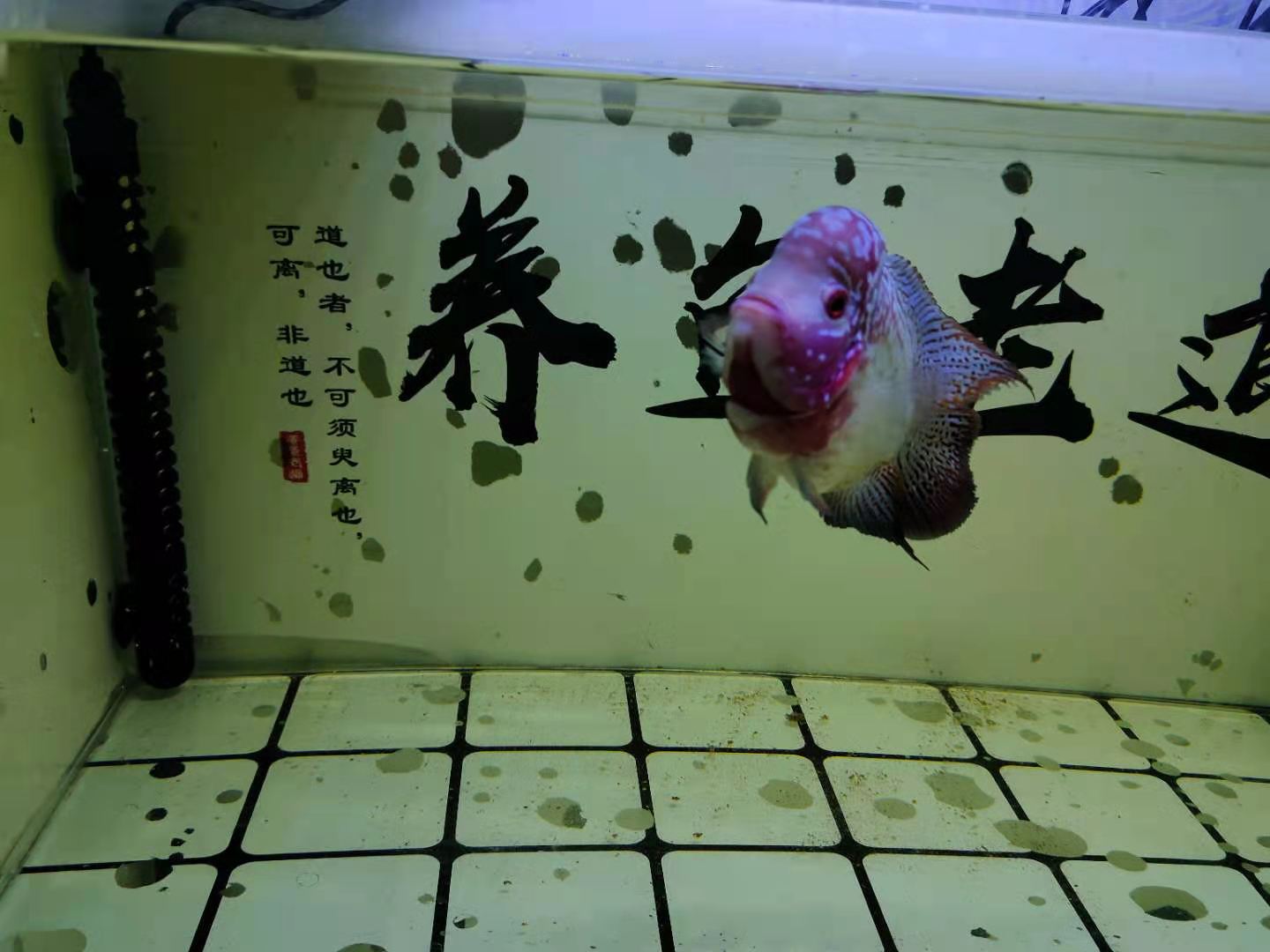 鱼缸加热管有开裂,鱼缸加热管爆裂是什么原因