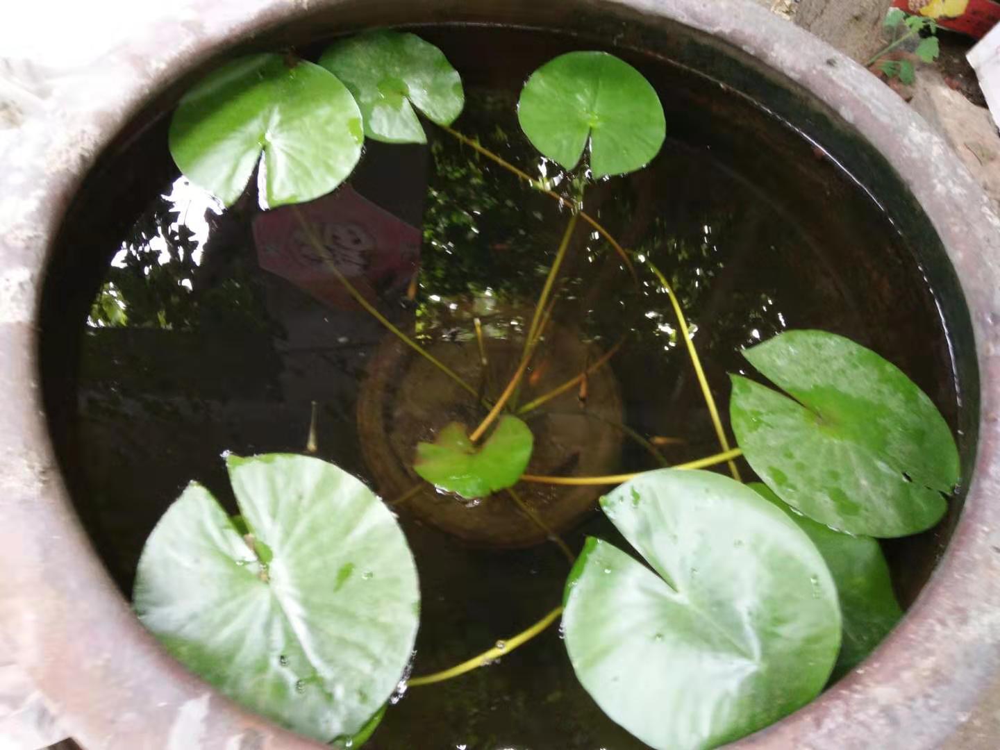 为什么需要用玻璃缸养金鱼,陶瓷缸养乌龟的弊端