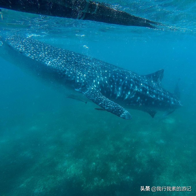 想去看鲸鲨？这里可以满足你
