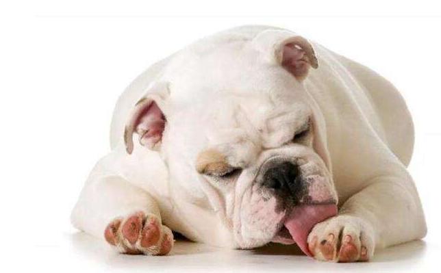 狗狗总爱舔人是怎么回事,狗狗为什么爱舔人皮肤