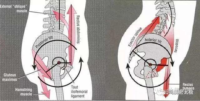 开胯和松胯的特殊方法,髋关节,骶骨,尾骨,腰关节的详细介绍