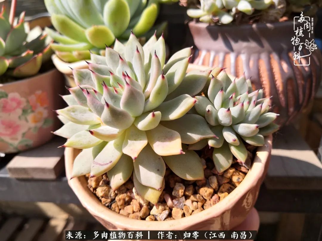 人生转个弯，在小院遇见落入凡间的多肉小精灵