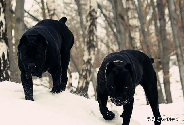卡斯罗罗威纳顶级护卫犬,卡斯罗护卫犬是人类最忠诚的朋友