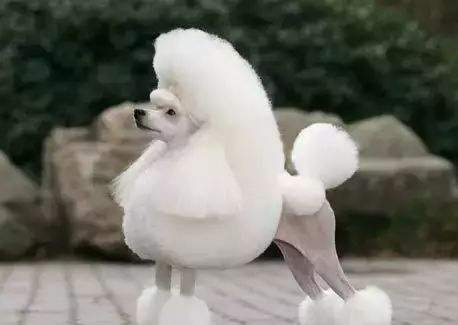 贵宾犬小体稀有色,贵宾犬什么颜色比较稀有