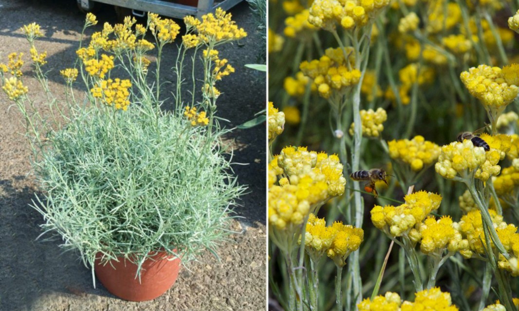永久花精油光感,永久花精油真的这么神奇吗