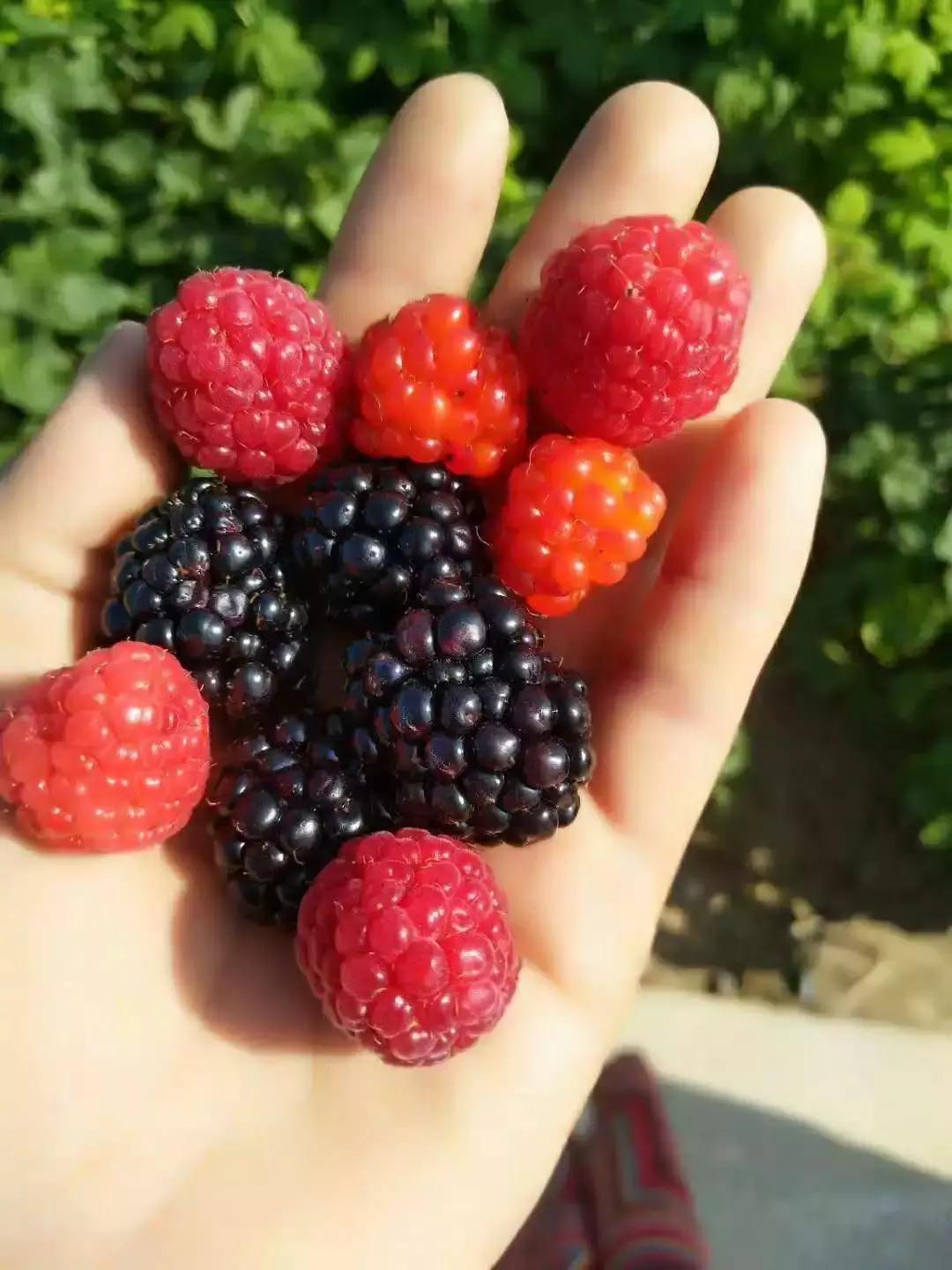 通辽开鲁有什么好的小吃,通辽市开鲁县果树