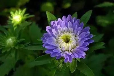 1到100朵红玫瑰花的寓意和花语,助人为乐善良可爱是哪种花的花语