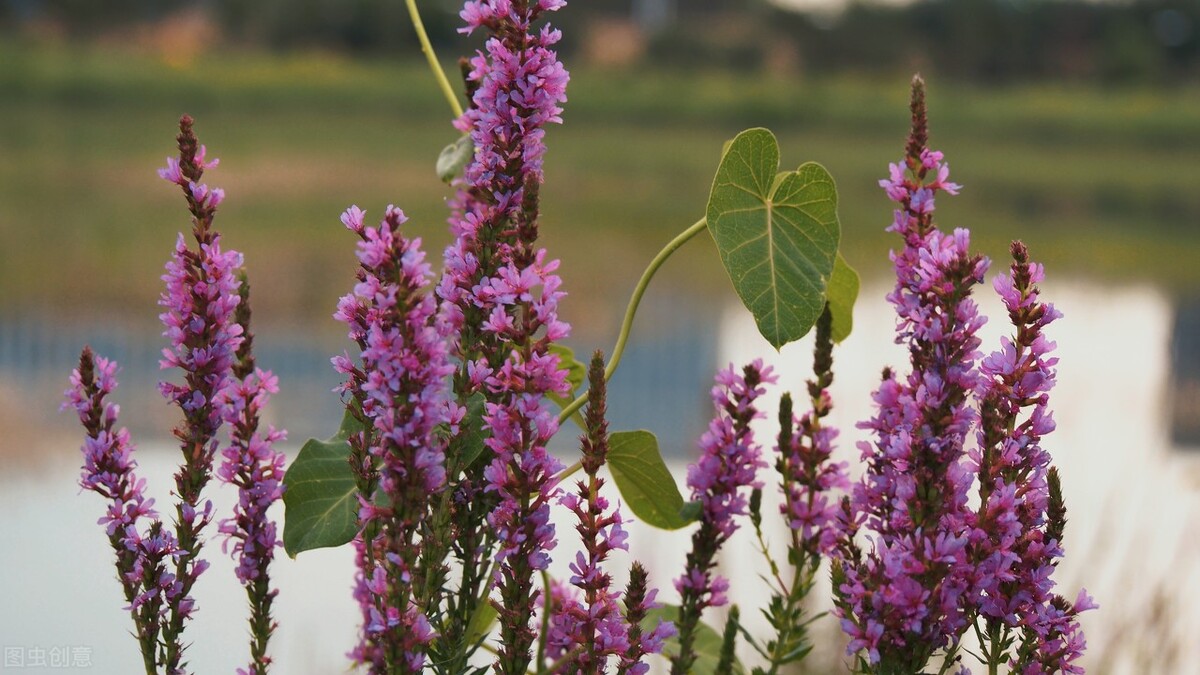 园林人需要知道的85个花卉知识,园林花卉的种类及图片