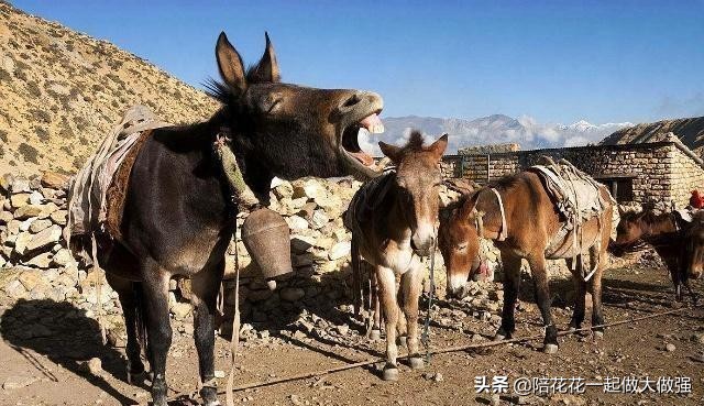 马和驴为什么能产出骡子,马和驴生下的骡子为什么不能生育