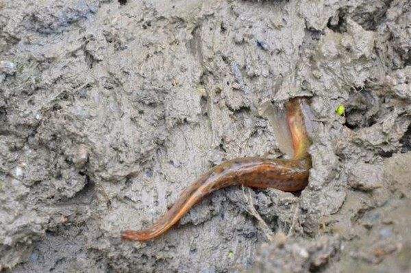 为什么农村水田的泥鳅消失了,稻田泥鳅为什么越来越少