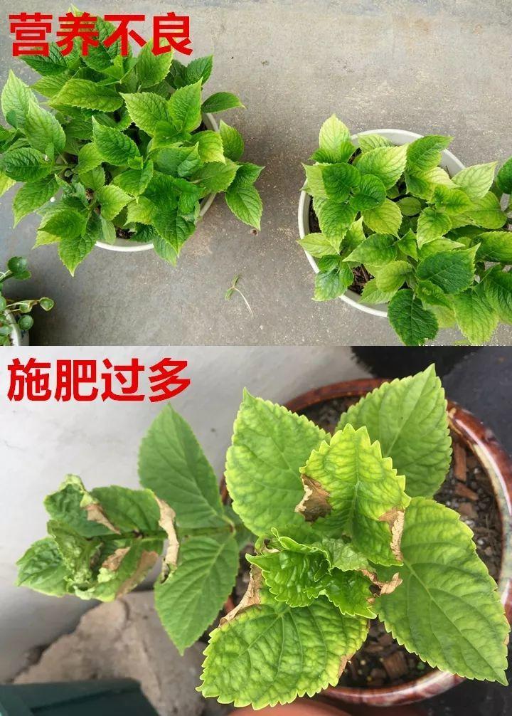 月季常见病害图解,月季枝干高花苞小怎么办