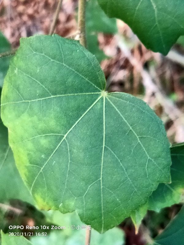 这种花通常用来比作美丽的女子,有人拿来做药,还有人当野菜吃