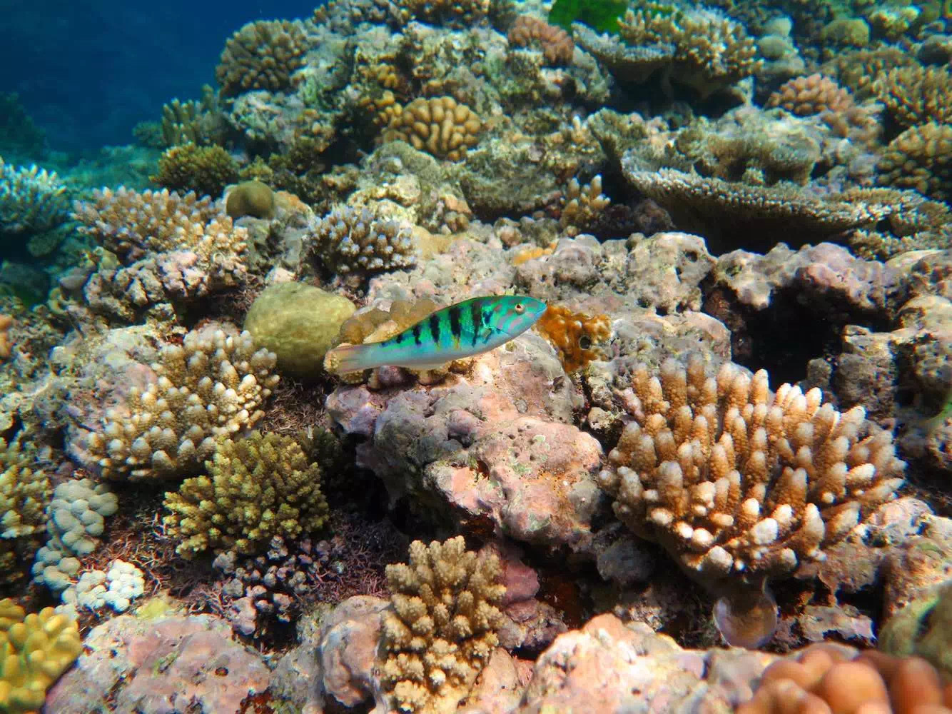 国外澳大利亚生活日常,海外生活澳洲