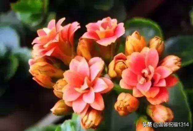 长寿花母亲节,母亲节长寿花视频