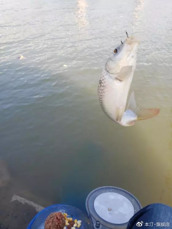 本汀金迦潘求败7米2,本汀金迦潘引领实测