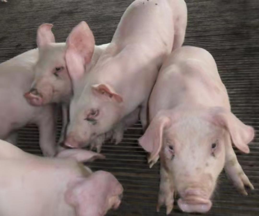 小猪腹式呼吸严重消瘦,小猪气喘的最快治疗方法