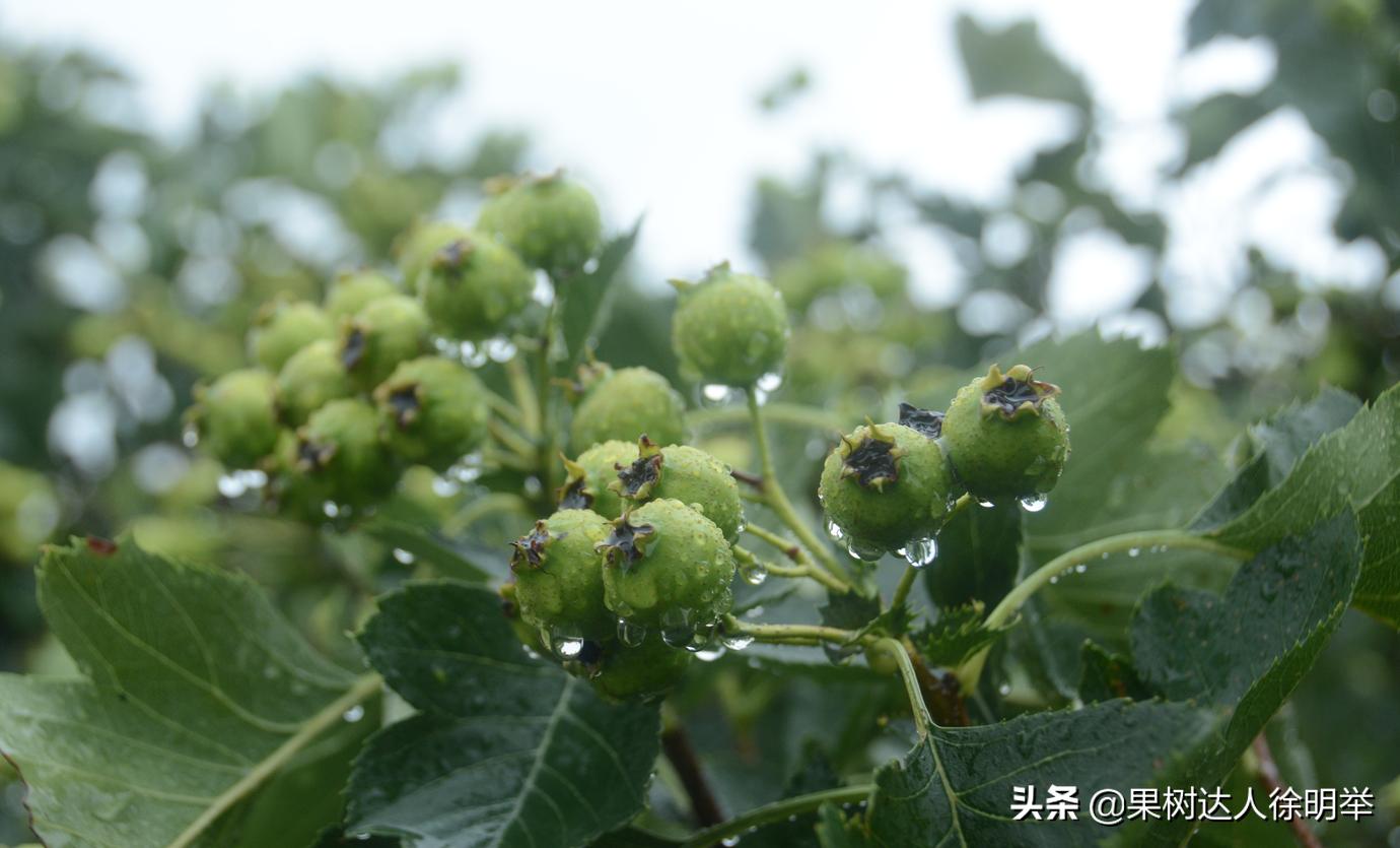 夏季雨水多的年份怎么进行管理果树呢