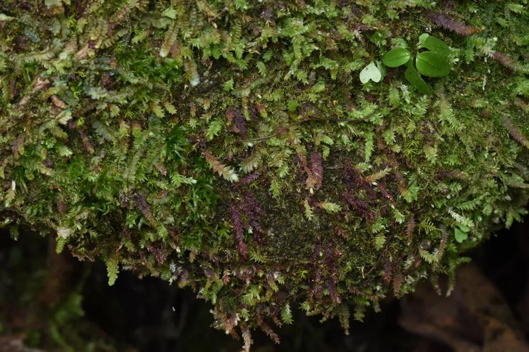 吃毒菇、睡蛇窝,只为挖一堆草,这个重庆博士要做当代神农